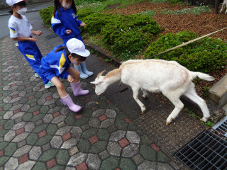 Yagi_3